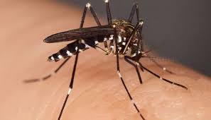 Apply vitamin e oil to the bite marks twice a day to encourage healing and reduce redness. Insect Bites Reactions Types And Images