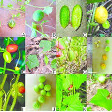 Image result for Cucumis quintanilhae