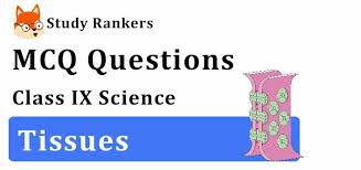 Animal cell and tissue mcq. Mcq Questions For Class 9 Science Ch 6 Tissues