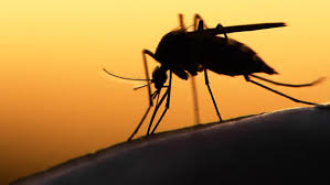 Action pest control offers complete pest removal services in memphis tn & north ms, including the oxford & olive branch area. California Braces For Arrival Of Zika Virus Fast Action Pest Control Elk Grove Insect Rodent Exterminators