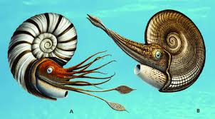These molluscs, commonly referred to as ammonites. Artistic Reconstruction Of Two Late Callovian Ammonites From The Download Scientific Diagram