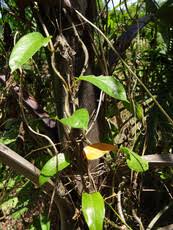 Image result for Landolphia lanceolata