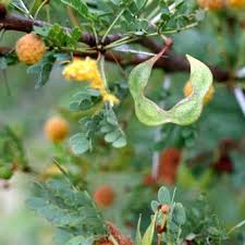 Image result for Acacia exuvialis