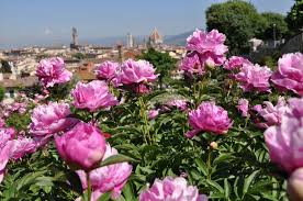 Send funeral flowers & sympathy flower arrangements to genova. Fantastic Flowers In Florence And When To Find Them Arttrav