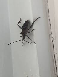 Thankfully my little window sill bugs look too light in color and are too oblong to be the bird mites. Pest Identification Photos Pest Control Canada
