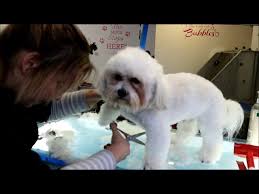All good names for this small cuddly mixed dog breed. How To Do Apuppy Cut On A Shih Tzu Bichon Style Youtube