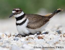 4 how do you take care of finch eggs? Killdeer Charadrius Vociferus Images And Information