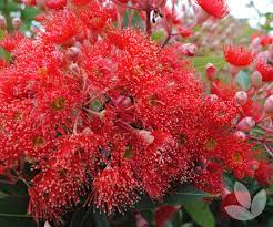 There are many small flowering trees for containers, urban yards, and tight spaces in any landscape. Corymbia Ficifolia Wildfire Grafted Flowering Gum Trees Speciality Trees