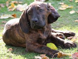 Image result for hannoverský barvář