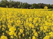 Rapeseed yellow. April, the time when crop fields turn… | by ...