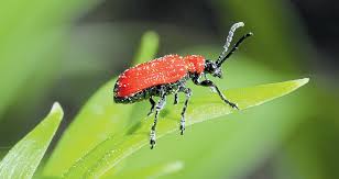 Wenn im frühling kleine rote käfer in scharen im garten auffallen, gerade auch an stellen an denen es sehr sonnig ist, dann handelt es sich hierbei meist um feuerwanzen.durch die geometrische zeichnung und die rotschwarze färbung fallen sie auf den wegen und den ersten grünen frischen blättern sofort auf. Gefrassiger Roter Kafer Im Garten Commerce Lux Wort Lu Smadv Mag