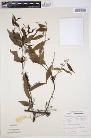 Image result for Dichapetalum madagascariense