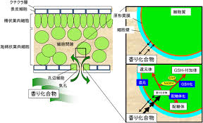 Https Katosei Jsbba Or Jp View Html Php Aid 925