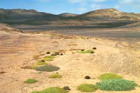 Image result for Limeum argute-carinatum