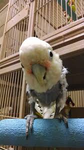 Hi I M Bebe A Sweet Goffin Cockatoo Visit Me And My Adoptable Friends At Parrotoutreachsociety Org Cockatoo Animals And Pets Animals