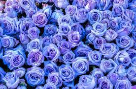 Beautiful floral frame background with soft purple flowers watercolor. Purple Roses Background By Connie Cooper Edwards Purple Roses Wallpaper Purple Roses Rose Background
