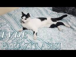Kedi Ic Parazit