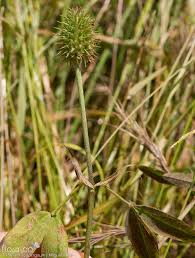Image result for Trifolium squarrosum