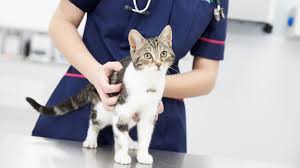 Lightly spray cat's entire coat until damp, but not dripping. A Trip To The Vet Vets4pets