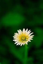 Lonely Bloom