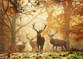 Richmond park, in the london borough of richmond upon thames, was created by charles i in the 17th century as a deer park. Behind The Shot Realm Of The Deer By Alex Saberi Richmond Park London Outdoor Photographer