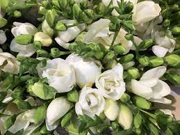 Freesias Du Volante Anniversary Flowers Language Of Flowers 7th Wedding Anniversary