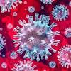 Los negros son el agar donde inoculan las capsulas virales. 1