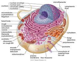 Picasa Web Albums David Bird Honors Biology Cells Project Biology Animal Cell Project