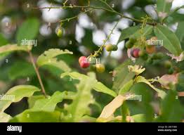 Image result for Lepisanthes senegalensis