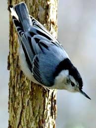 Small Birds Native To Michigan Michigan Bird Identification Flashcards By Proprofs Nuthatch Nuthatch Bird Bird Pictures