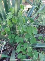 Image result for Dioscorea dumetorum