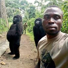 Viral Photobombing Gorilla Ndakasi Dies Aged 14