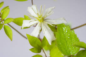 We did not find results for: Gemeine Waldrebe Clematis Vitalba Gunstig Online Kaufen