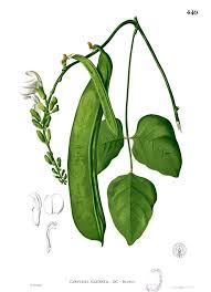 Image result for Behnia reticulata