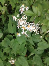 White Wood Aster Eurybia Divaricata This Appears To Be The White Wood Aster This American Native Grows 1 To 2 1 2 F Butterfly Plants Invasive Plants Plants