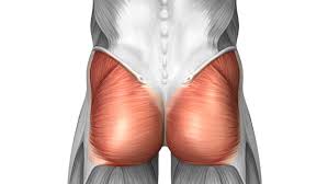 Check spelling or type a new query. 5 Prescribed Exercises To Stregthen Your Glutes Poulin Health Wellness
