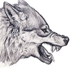Loup Qui Grogne Avec Images Croquis De Loup Tete De Loup Dessin Idees Esquisses