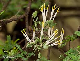 Image result for Agelanthus