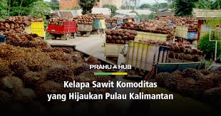 Tanaman kelapa sawit akan berproduksi optimal jika dipelihara dengan baik. Kelapa Sawit Komoditas Yang Hijaukan Pulau Kalimantan