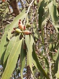 Image result for Agelanthus