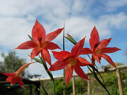 Image result for Gladiolus pretoriensis