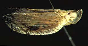 Image result for Lophiocarpaceae