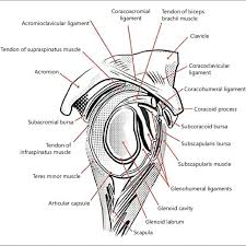Maybe you would like to learn more about one of these? Shoulder Anatomy Lateral View Diagram Adapted From Netter S Anatomy Download Scientific Diagram