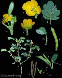 Image result for Psychotria sublyrata