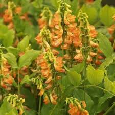 Image result for Lathyrus sphaericus