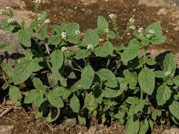Image result for Heliotropium harareense