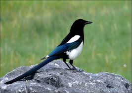 Magpie Year Round Occasional Visitors Noisy One Flew In Our Open Window Once And We Had Quite A Time Herding Him Out