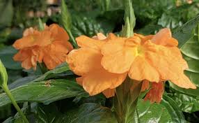 Image result for Crossandra infundibuliformis