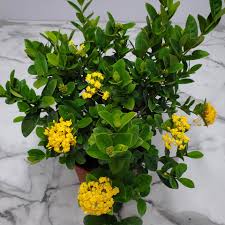 Image result for Ixora hartiana