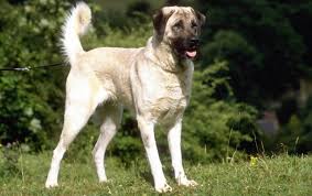 Kangal Dog The Fierce Protector Animalsbay Kangal Dog Anatolian Shepherd Dogs